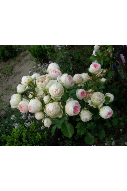 Роза флорибунда Помпон Фловер Циркус на штамбе